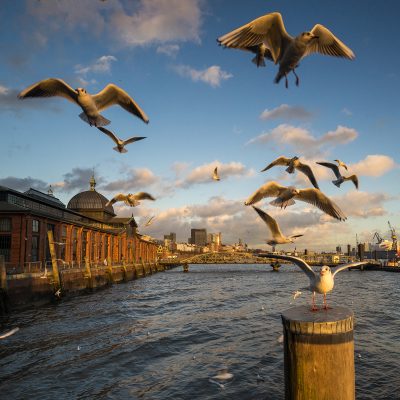 Hamburg Fischmarkt Möwen Hamburg Fischmarkt Möwen