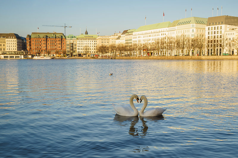 Romantisches Bild von Schwänen auf der Alster in Hamburg